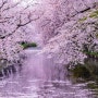 [SNS이벤트] 1월 이벤트 공지: 올봄, 가고 싶은 일본 봄 여행지는?