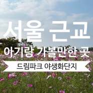서울근교 아기랑 가볼만한 곳 , 드림파크 야생화단지