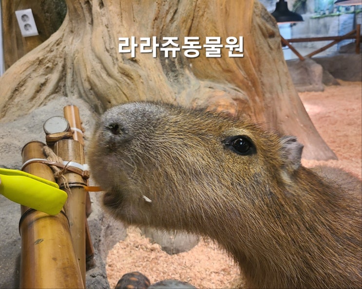 부산동물원 라라쥬 동물원 아이와 가볼만한곳