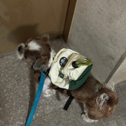 스타벅스 크림패밀리가방세트 구매 후기 + 5kg 강아지 착용샷 사이즈팁 (스타벅스 강아지 가방 크림색)