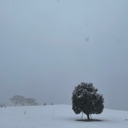 눈이 엄청 많이 온 잠실 올림픽공원과 나홀로나무