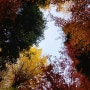 [일본여행] 일본 도쿄 마네키네코가 있는 고토쿠지 (豪德寺) 가을단풍 산책 ㅡ 2023.12.6 수요일