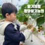 경기도 광주 딸기따기체험은 향아 딸기 농원