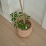 홍콩야자 외목대 집에서 키우기 쉬운 식물, 초보 집사 추천