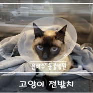 고양이 전발치 수술 [광주치과동물병원]