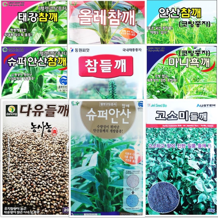 코팅 다유들깨 흑깨 조생종 올레 안산 태강 참깨 심는시기 파종방법 씨앗 종류 깻잎 종자 대포장 : 네이버 블로그