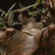 그락실리우스 루팅 그리고 관리 - 플랜트오하누서울 동대문구 성수가볼만한곳 아프리카 괴근식물