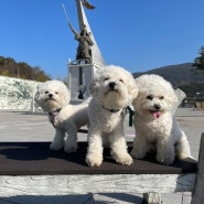 남해 가볼만한곳 이순신순국공원 노량해전 애견동반여행 엘시아애견풀빌라