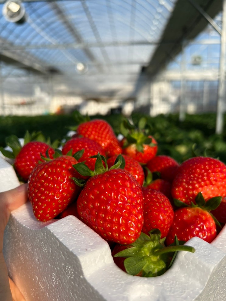 [인천] 딸기 체험 농장 딸기의하루