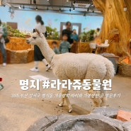 부산 강서구 명지동 겨울방학 아이와 가볼만한 곳 라라쥬동물원 방문 후기