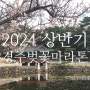 2024년 상반기 4월 마라톤대회 경주 벚꽃마라톤 일정