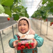 [육아]대전에서 1시간도 안걸리는 딸기체험하기 좋은::논산딸기아인팜