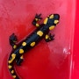 대만 파이어 샐러맨더(Fire salamander) 스톡입니다^^
