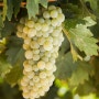 와인포도품종 - 아르네이스