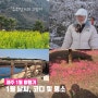 제주 1월 여행: 날씨 코디 및 유채꽃 동백꽃 설경 명소