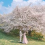 셀프웨딩스냅 4월 벚꽃과 함께 올림픽공원 셀프웨딩촬영