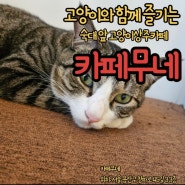 [서울]숙대 카페무네 청파동 고양이카페 남영동 숙명여대 추천