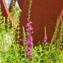 부처꽃-백두대간 수목원