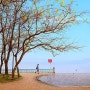 Ho tay 호떠이호수 일명 서호호수 의 멋있는풍경