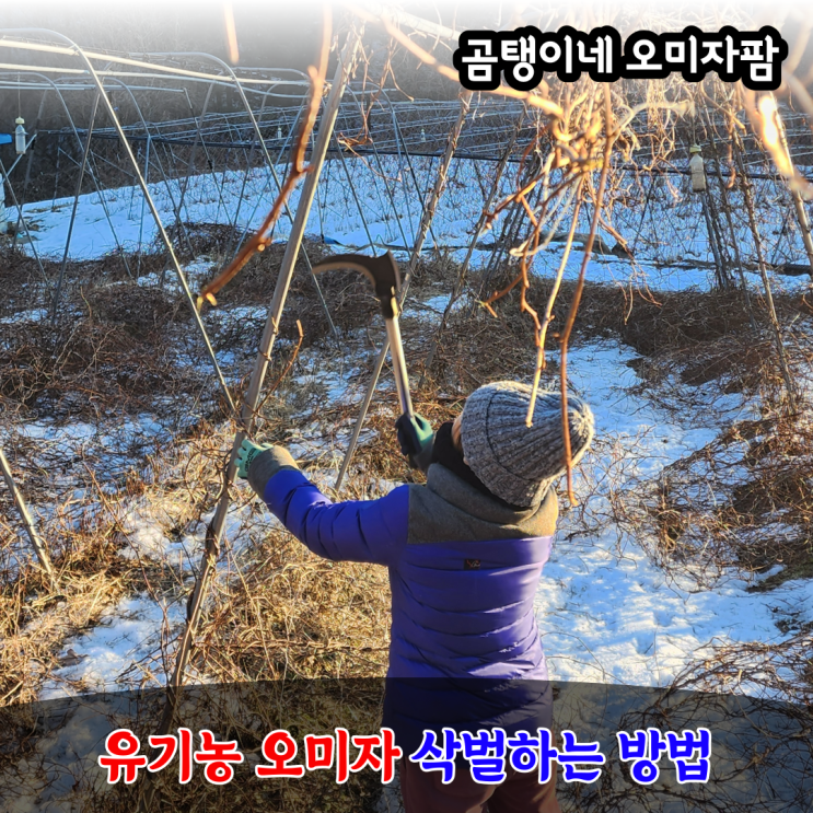 유기농 오미자 겨울철 삭벌 가지치기 하는 방법 : 네이버 블로그