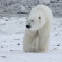 극지대까지 덮친 조류인플루엔자 '북극곰 감염' 세계 첫 사례