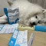 [상품협찬] 강아지도 PCR검사로 건강관리 - "피터스랩" 스마트 건강검사 체험후기