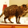 고양이는 왜 목욕을 싫어할까?