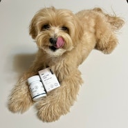 [강아지영양제] 본아페티 ‘강아지 항산화 영양제 안티에이지캡스‘, 강아지 항산화제