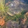 [오늘의 네이처링] 큰산개구리(Rana uenoi)