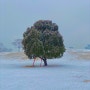 서울 나홀로나무 눈 풍경 겨울 올림픽공원