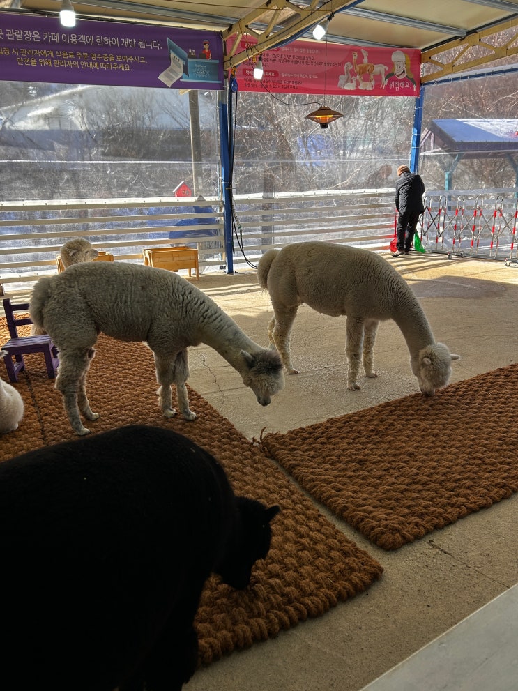 강원도 평창 가볼만한 곳... 먹이주기 이색 체험 카페 '마추픽추'