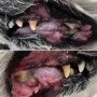 강아지 치근단 농양으로 인한 누낭염 발생 케이스
