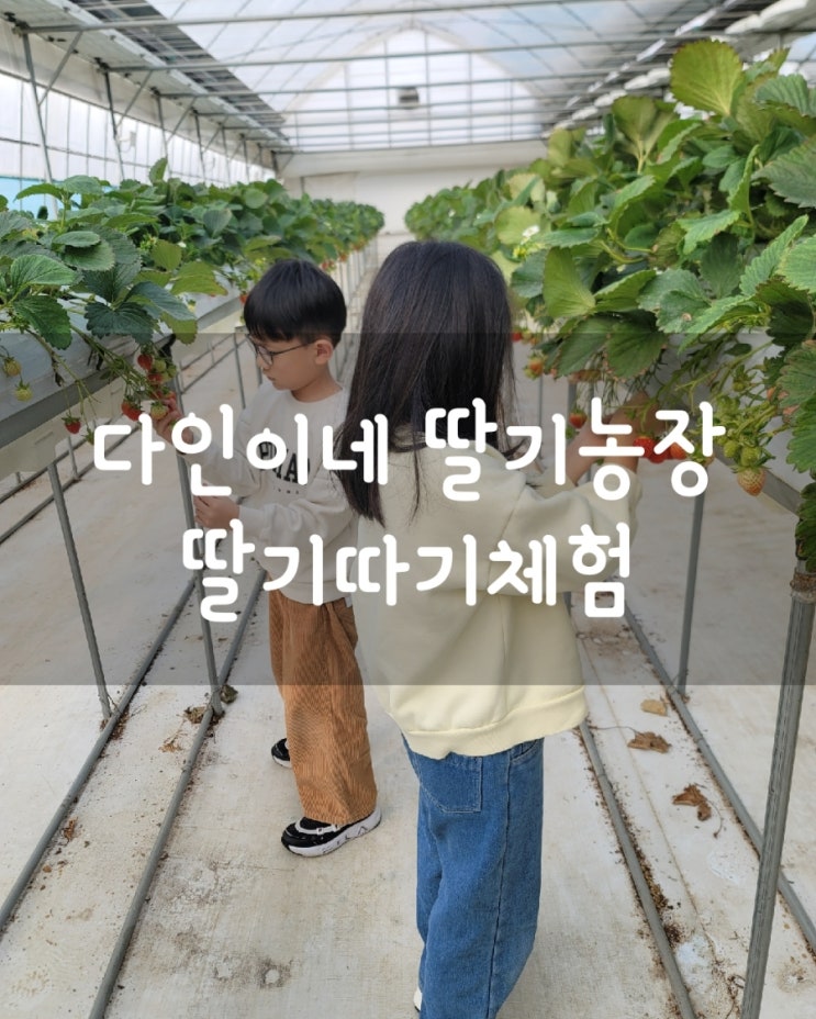 다인이네 딸기농장 가성비 좋은 예약제 딸기농장