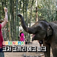 태국 치앙마이 여행 투어 추천 코끼리 코처 에코파크
