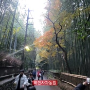 일본 교토 가볼 만한 곳 - 아라시야마(嵐山)와 노노미야 신사의 단풍과 대나무숲, 그리고 일본식 돈카츠 정식
