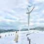겨울 여행 아이와 갈만한 곳:: 평창 대관령 하늘목장 (요금,트랙터마차)