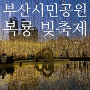 부산 시민공원 복룡 거울 연못 빛축제