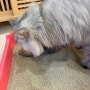 제벤토 고양이모래 변기에 버리는 벤토나이트모래 후기