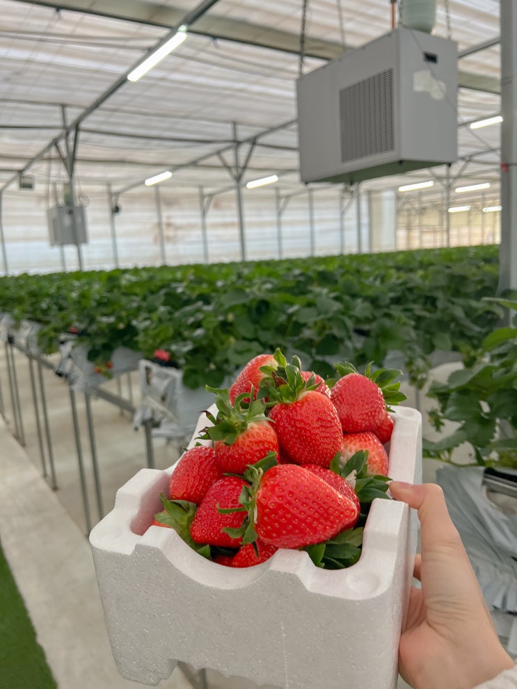 인천 부천 딸기 체험농장 - 딸기의 하루