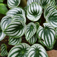 수박페페 Watermelen peperomia