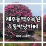 제주가볼만한곳 동백꽃 명소 제주동백수목원 (feat. 동박낭카페)
