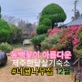 동백꽃과 귤나무가 아름다운12월, 겨울 제주한달살기숙소추천