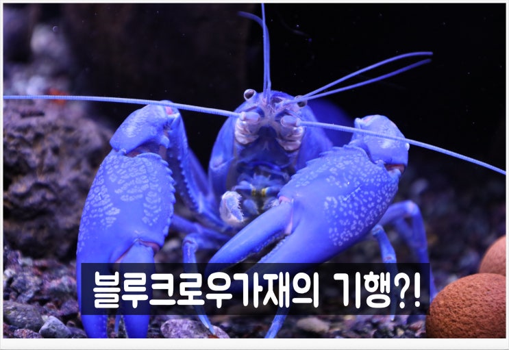 민물가재 블루크로우 가재키우기 오랜만에 먹이 앞에서 기행 : 네이버 블로그