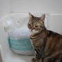 고양이벤토나이트모래추천, 고양이화장실 위생적으로!