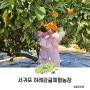 서귀포 감귤 따기 제주 하례 감귤 체험 농장 아이와 가볼 만한 곳