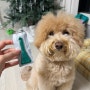강아지 외부기생충 약 진드기 예방 프론트라인 가격, 사용법