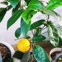 열매 하나달린 레몬오렌지 나무 키우기