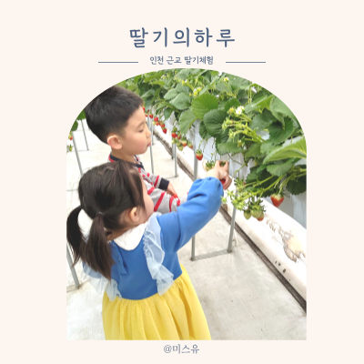 인천 서울근교 딸기체험 딸기의하루 예약 주차