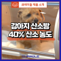 강아지 산소 농도 조절! 산소농도 최대 40% 애견 산소방 [큐레이들 펫 오투 브루더]