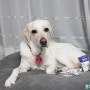 낼름 핥아먹는 필름형 강아지 눈 영양제 미펫 낼름